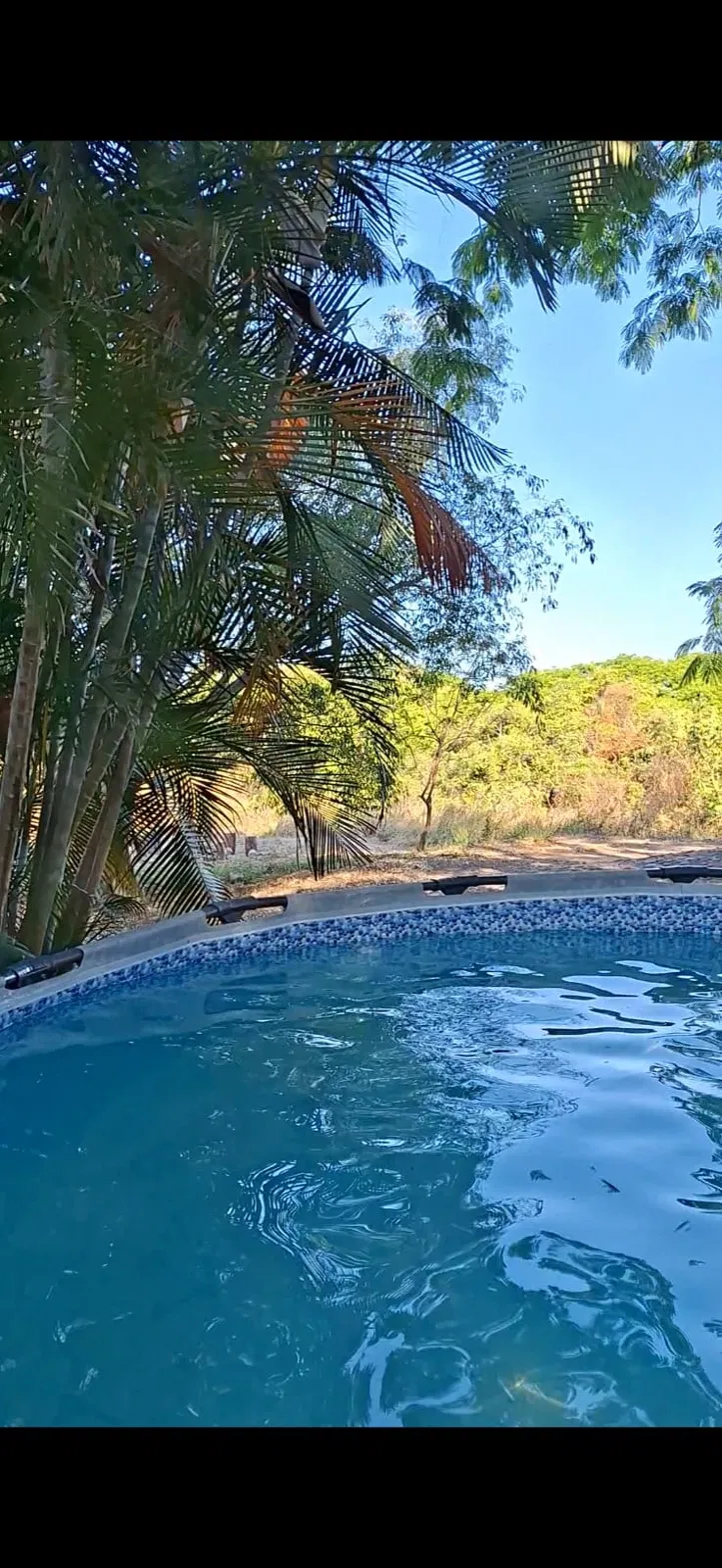 Alberca con palmeras