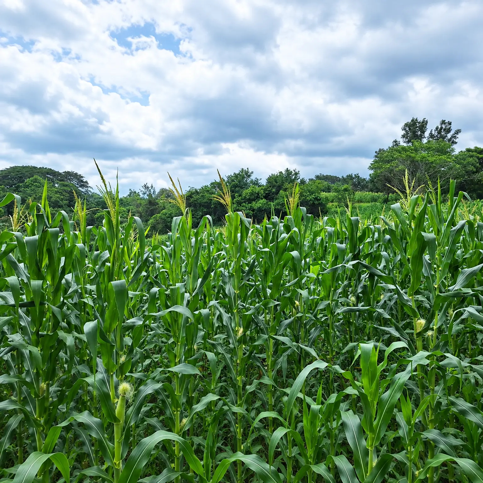Cultivo de maíz en Rancho Fuencaudal