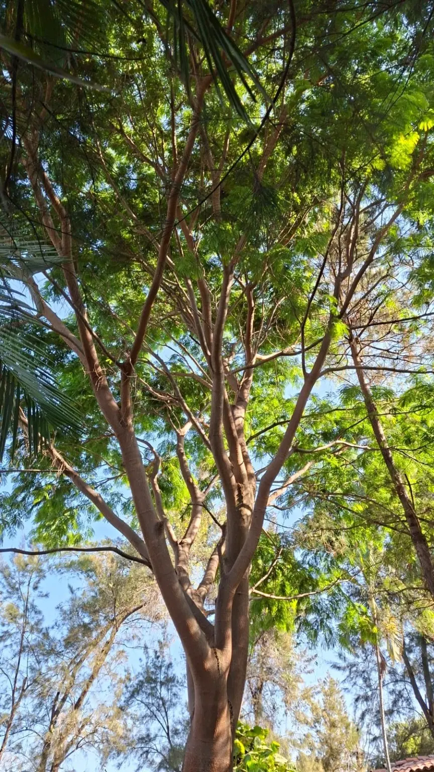 Copas de los árboles del rancho
